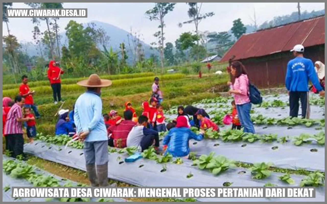 Agrowisata Desa Ciwarak: Mengenal Proses Pertanian dari Dekat