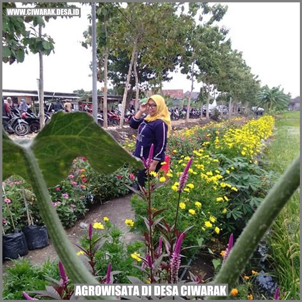 Wisata Agrowisata di Desa Ciwarak