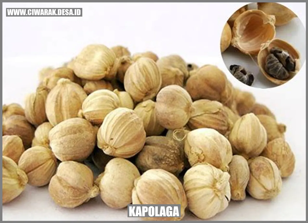 Kapolaga